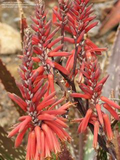 Aloe macrosiphon Tanzanian Aloe